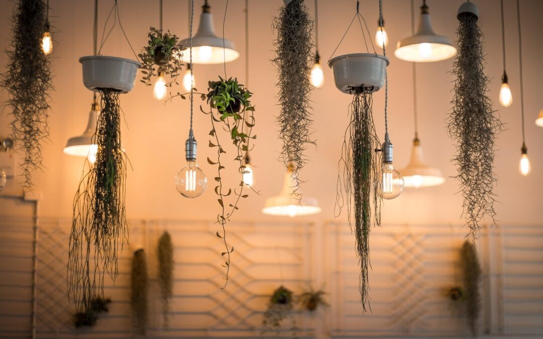 Hanging Plant Design: Complete Guide to Hanging Planters & Macramé