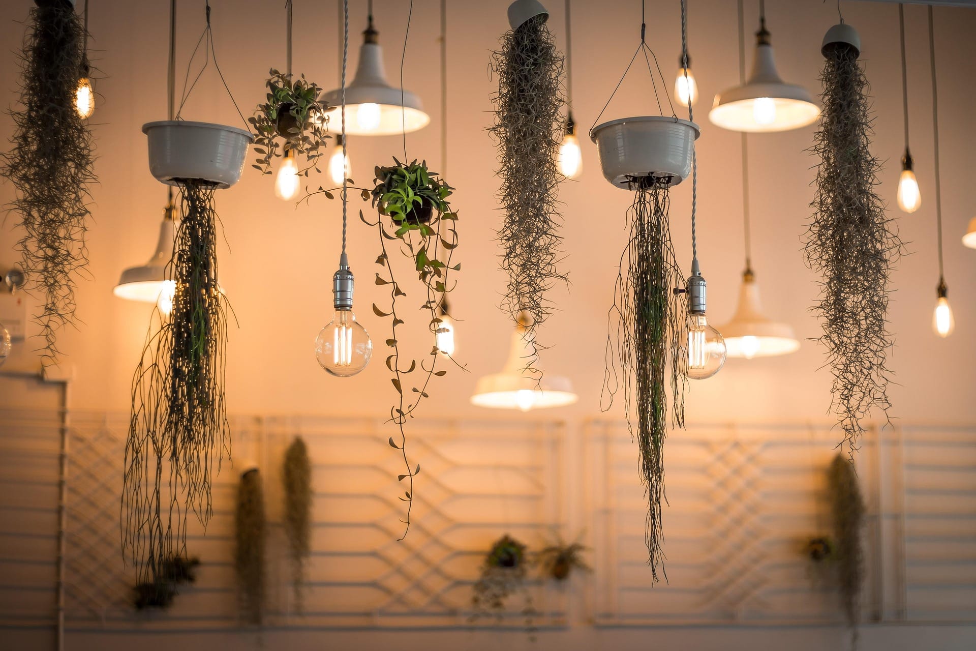 macrame hanging planters grouped at window with trailing plants