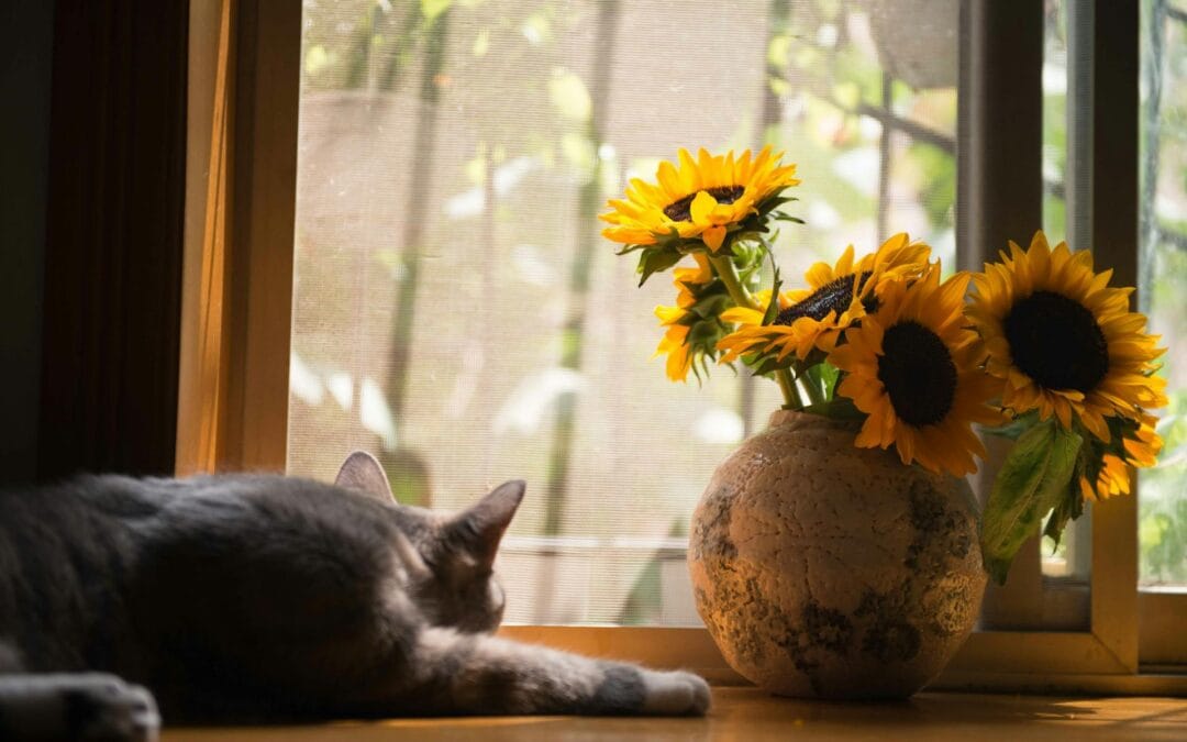 Best Indoor Plants for Home Décor: Stylish Greenery to Transform Your Space