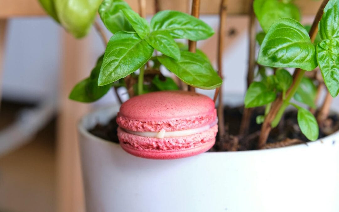 How to Grow Basil Indoors All Year Round | Ultimate Indoor Basil Gardening Guide