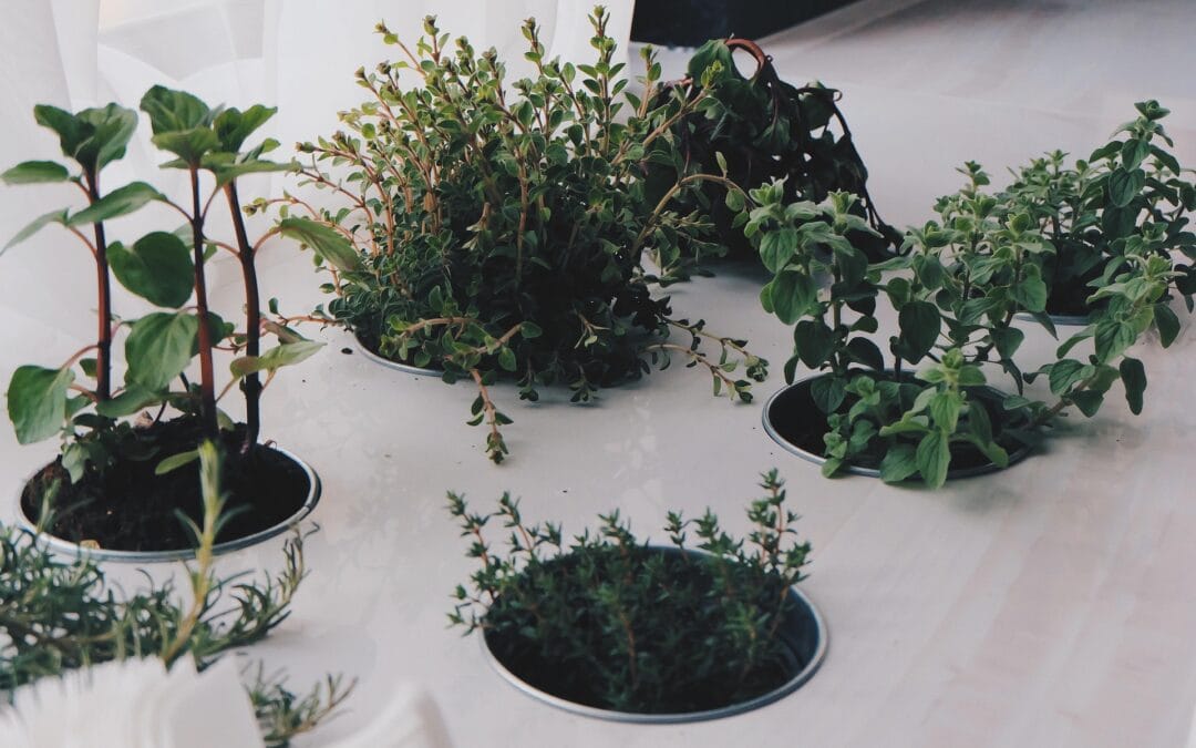 Growing Mint Indoors: Tips for Beginners (Complete Step-by-Step Guide)