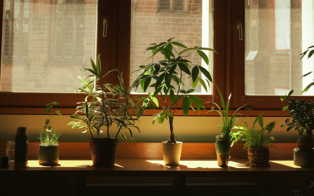 Top 10 Indoor Plant Stands and Shelves to Elevate Your Home Décor