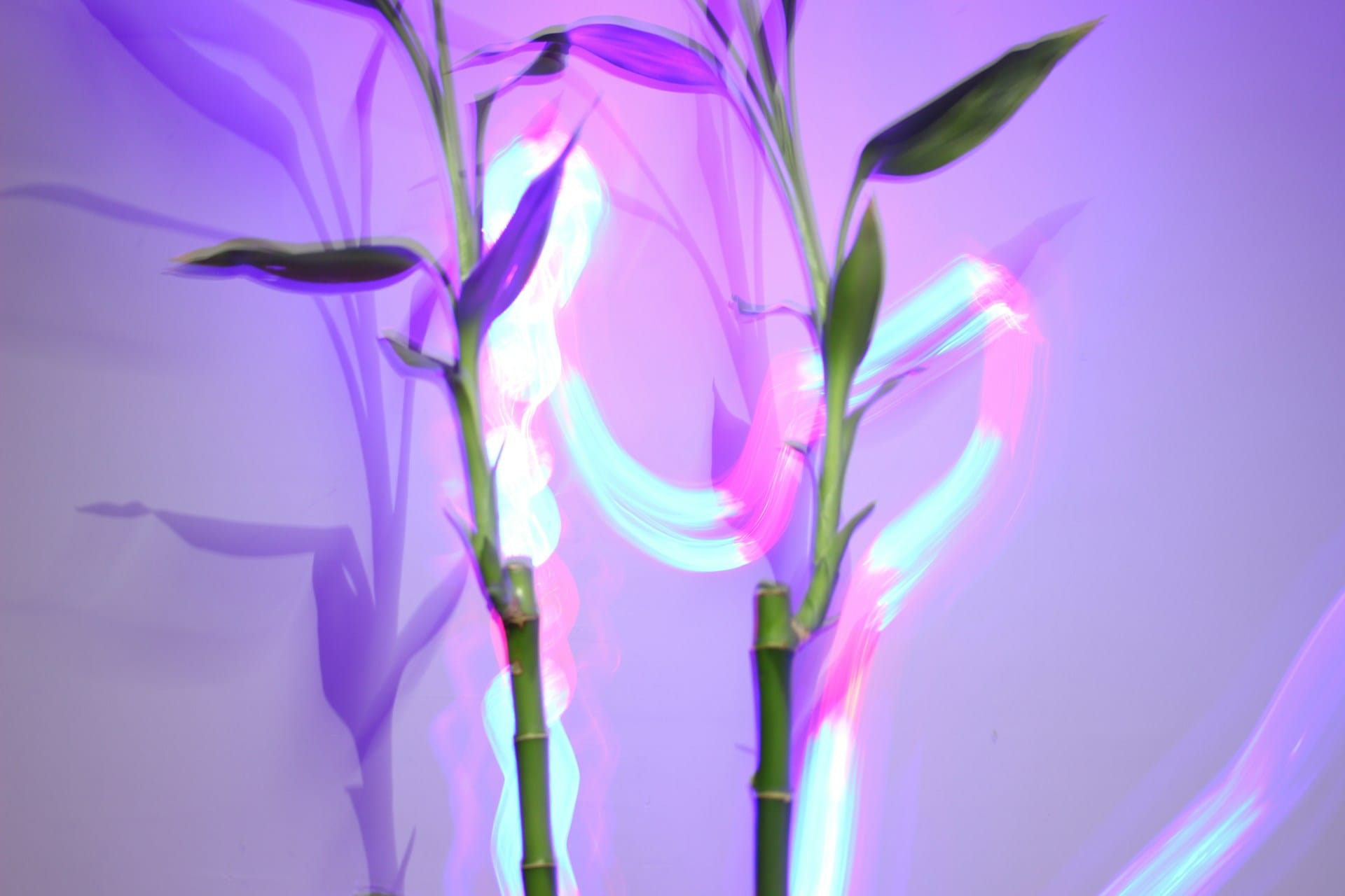 light spectrum for indoor plants, grow light spectrum, indoor plant lighting wavelengths, LED light spectrum for plants, blue red far red light plants, how light affects plant growth, PAR vs PPFD, full spectrum grow lights