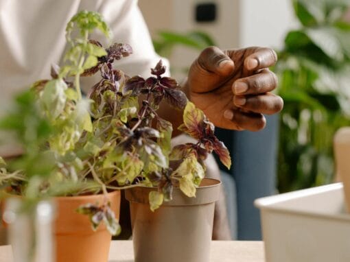 Top 5 Best Grow Lights for Herbs & Kitchen Gardening Top 5 Best Grow Lights for Herbs & Kitchen Gardening