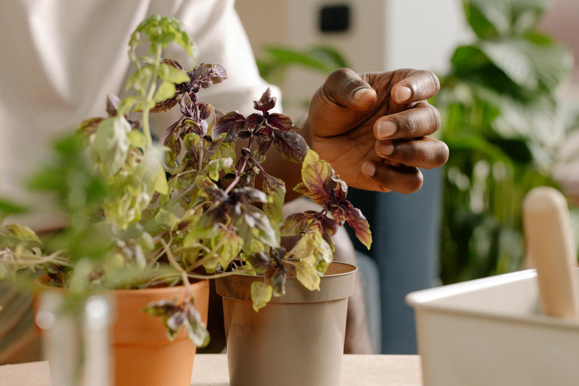 best grow lights for herbs, LED grow lights kitchen garden, indoor herb gardening, affordable grow lights 2025, full spectrum LED for herbs, hydroponic grow lights, basil grow light setup